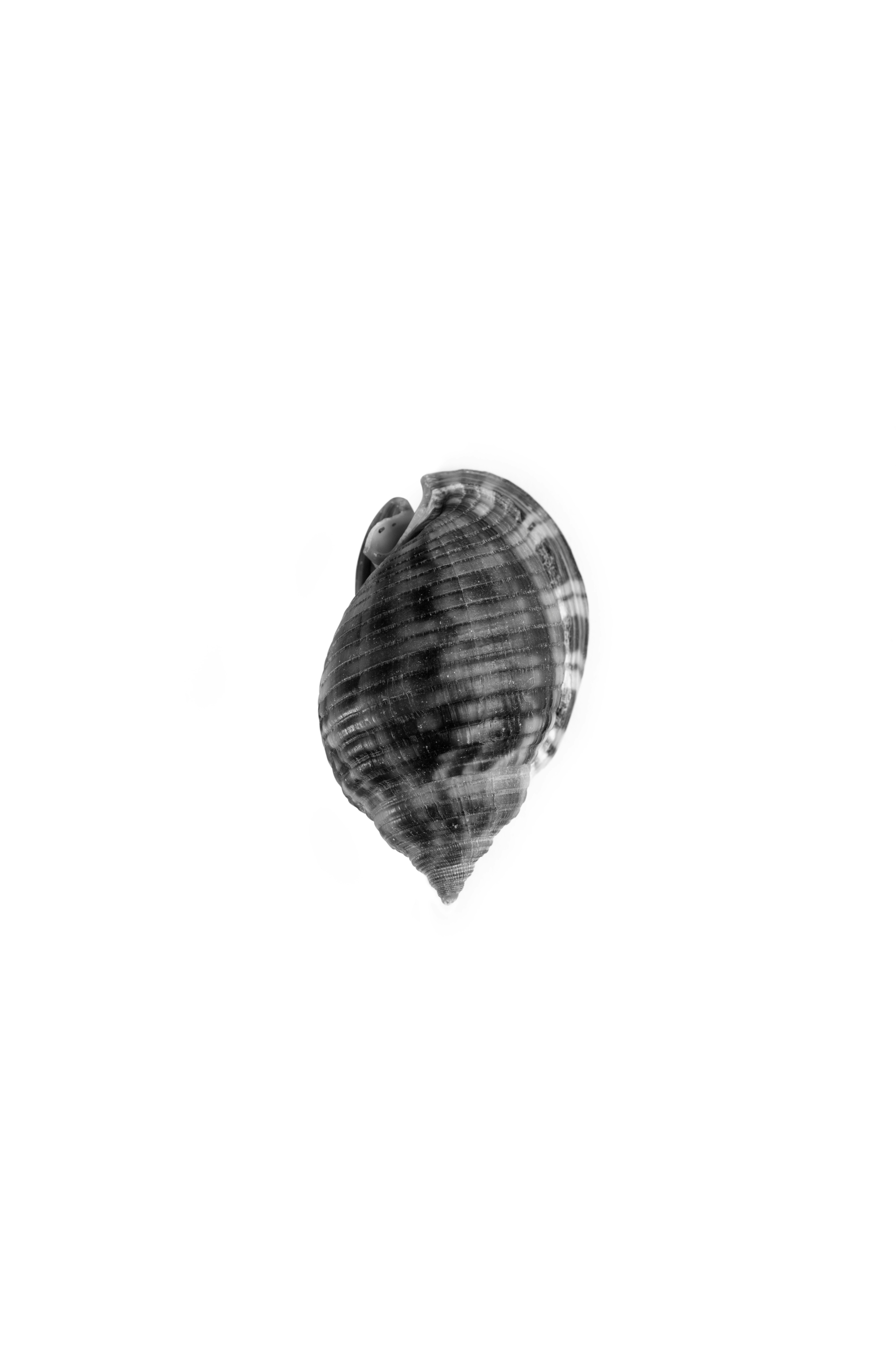 grayscale photo of a heart shaped stone